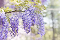 8 loài cây xua điềm xui, mang bình an, may mắn