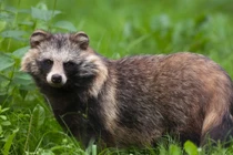 Loài chó kỳ cục nhìn giống hệt gấu mèo, Việt Nam cũng có