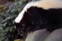 Sự thật thú vị về động vật 'bốc mùi' nhất quả đất