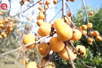 Check-in cao nguyên Mộc Châu mùa hồng chín