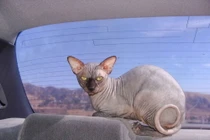 Tận mục giống mèo nhăn nhúm như vừa chui ra từ máy giặt