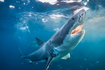 Phát hoảng khi câu được cá mập trắng lớn ở ngoài khơi New Zealand