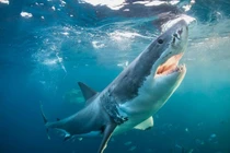 Phát hoảng khi câu được cá mập trắng lớn ở ngoài khơi New Zealand