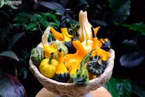 Đua nhau săn lùng bí ngô tí hon đột biến chơi Halloween