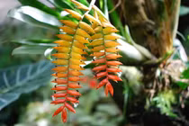 Cận cảnh các loài cây cực thú vị thuộc họ Dứa