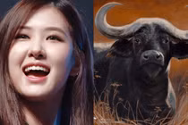 3 con giáp nữ “có phúc có đức mặc sức mà ăn”, càng béo càng giàu 