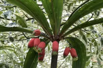 Top cây cảnh kỳ lạ, giá “chát”, có xuất xứ từ Việt Nam