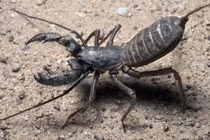 Loài bọ cạp phun axit khiến kẻ thù bỏ chạy, Việt Nam có đầy