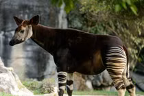 Kinh ngạc loài vật như con lai ngựa vằn và hươu cao cổ