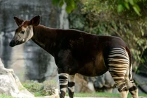 Kinh ngạc loài vật như con lai ngựa vằn và hươu cao cổ