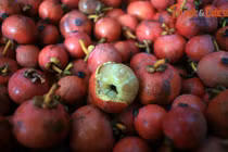 Cực thú vị: Những loại trái cây độc lạ ở đất phương Nam 