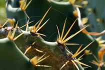 15 điều kỳ thú ít người biết về các loài cây xương rồng