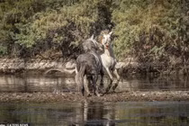 Giành bạn tình, đôi ngựa hoang kịch chiến khốc liệt 