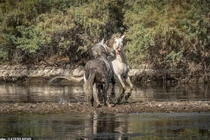 Giành bạn tình, đôi ngựa hoang kịch chiến khốc liệt 