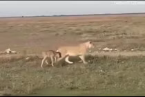 Video: Sư tử cái chăm sóc vào bảo vệ linh dương đầu bò như con đẻ