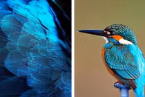 Vì sao trang sức điểm thúy được ưa chuộng nhất thời nhà Thanh? 