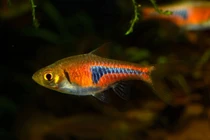 Soi những loài cá lòng tong cực đẹp, nhiều loài có ở Việt Nam