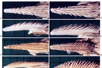 Vì sao lưỡi của chim cánh cụt đầy gai sắc nhọn trông ghê rợn? 