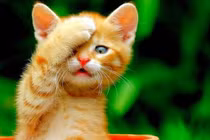 Ba tuổi gặp thời đổi vận, tiền bạc khởi sắc nhất tháng 9 âm