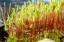 Những điều cực bất ngờ ít người biết về các loài rêu (1)