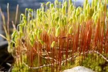 Những điều cực bất ngờ ít người biết về các loài rêu (1)