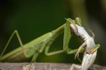 Những điều khó tin về loài côn trùng săn mồi khét tiếng nhất