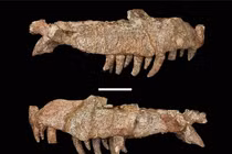 “Cá sấu lai khủng long” 240 triệu tuổi: Mỗi chiếc răng là 1 con dao 