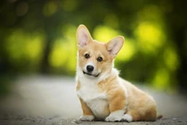 Cuối tháng 2 Âm, 3 con giáp phúc lộc vô song, mọi sự suôn sẻ