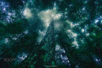 Rừng Cúc Phương kỳ thú qua ống kính khách quốc tế