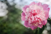 Người sinh tháng Âm lịch này tiền bạc dư dả, giàu nứt đố năm 2024