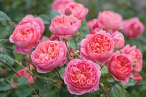 Phụ nữ sinh 3 tháng Âm này là sao may mắn, giúp chồng giàu to 