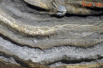 Ngắm hóa thạch quý được đề cử Bảo vật quốc gia Việt Nam