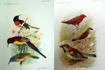 Bộ tranh kỳ thú về các loài chim ở Đông Dương năm 1931