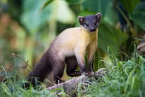 12 loài chồn thú vị nhất Việt Nam: Một loài trông như lợn rừng 