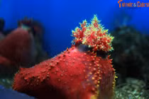 Tận mắt nhìn loạt sinh vật biển kỳ lạ Việt Nam tung tăng bơi lội