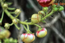 Cận cảnh loài cây thiêng kỳ lạ, cực nhiều công dụng ở TP HCM