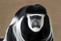 Những loài khỉ nổi tiếng nhất châu Phi: Có loài khuôn mặt cực dị