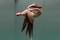 Bí ẩn con thiên nga nhồi len 2.300 năm tuổi ở Siberia