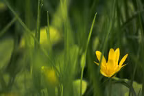 Người sinh tháng Âm này được lòng người, kiếm tiền thuận tay 