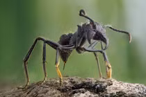 Loài côn trùng nhỏ nhưng lại có vết cắn đau đớn nhất hành tinh