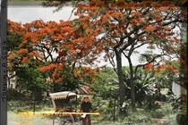 Hoa phượng đỏ rực phố phường Hà Nội trong ảnh màu năm 1915