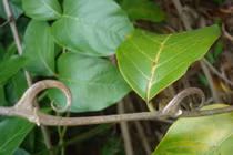  Chiêm ngưỡng 10 loài thực vật kỳ lạ nhất rừng Amazon