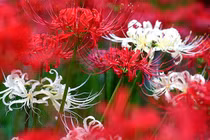 Nhà có rộng đến đâu, đừng đặt 6 loại hoa này trước cửa