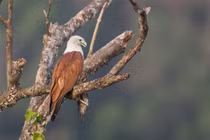 Việt Nam có loài chim săn mồi đỉnh cao: Vẻ ngoài đẹp như tượng tạc