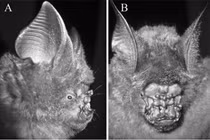 Tận mục loài động vật kỳ dị được phát hiện ở Việt Nam