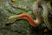 Loài rắn đẹp mê nhưng cực độc, cắn chết nhiều người ở Việt Nam 