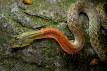 Loài rắn đẹp mê nhưng cực độc, cắn chết nhiều người ở Việt Nam 