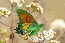 Loài bướm cực hiếm giá chục triệu một con: Việt Nam không thiếu! 