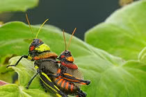 Cận cảnh các loài châu chấu ấn tượng nhất quả đất