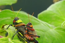 Cận cảnh các loài châu chấu ấn tượng nhất quả đất